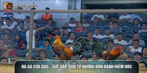 Đá Gà Cựa Dao - Sức Hấp Dẫn Từ Những Đòn Đánh Hiểm Hóc