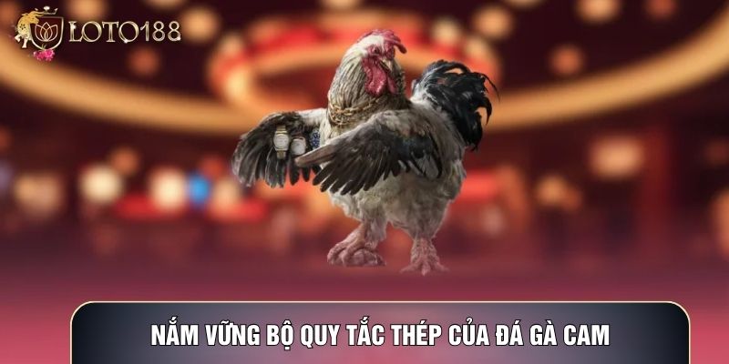 Nắm vững bộ quy tắc thép của Đá gà cam